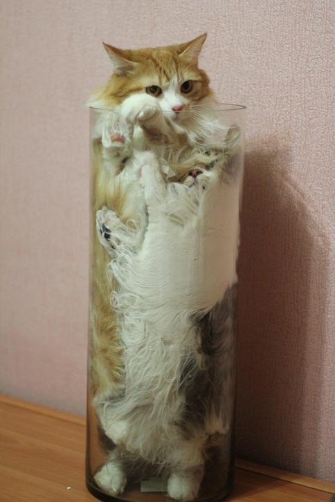 Branleur de chat n°387