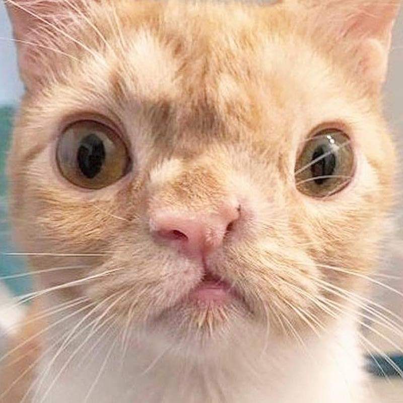 Branleur de chat n°525
